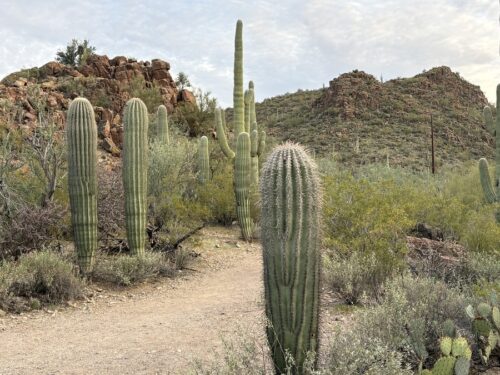 settling into stillness: 7-day silent, non-dual retreat